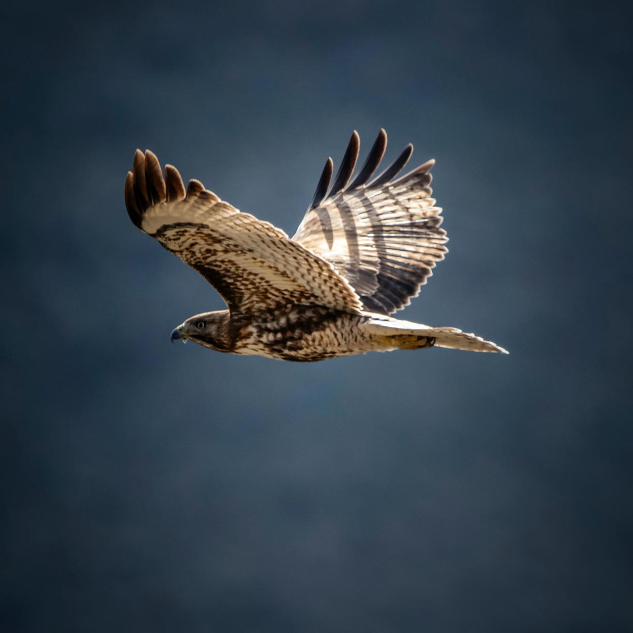Photo of a hawk flying