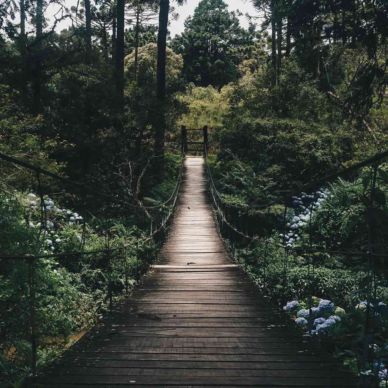 Photo of a wooden suspension bridge in a forest