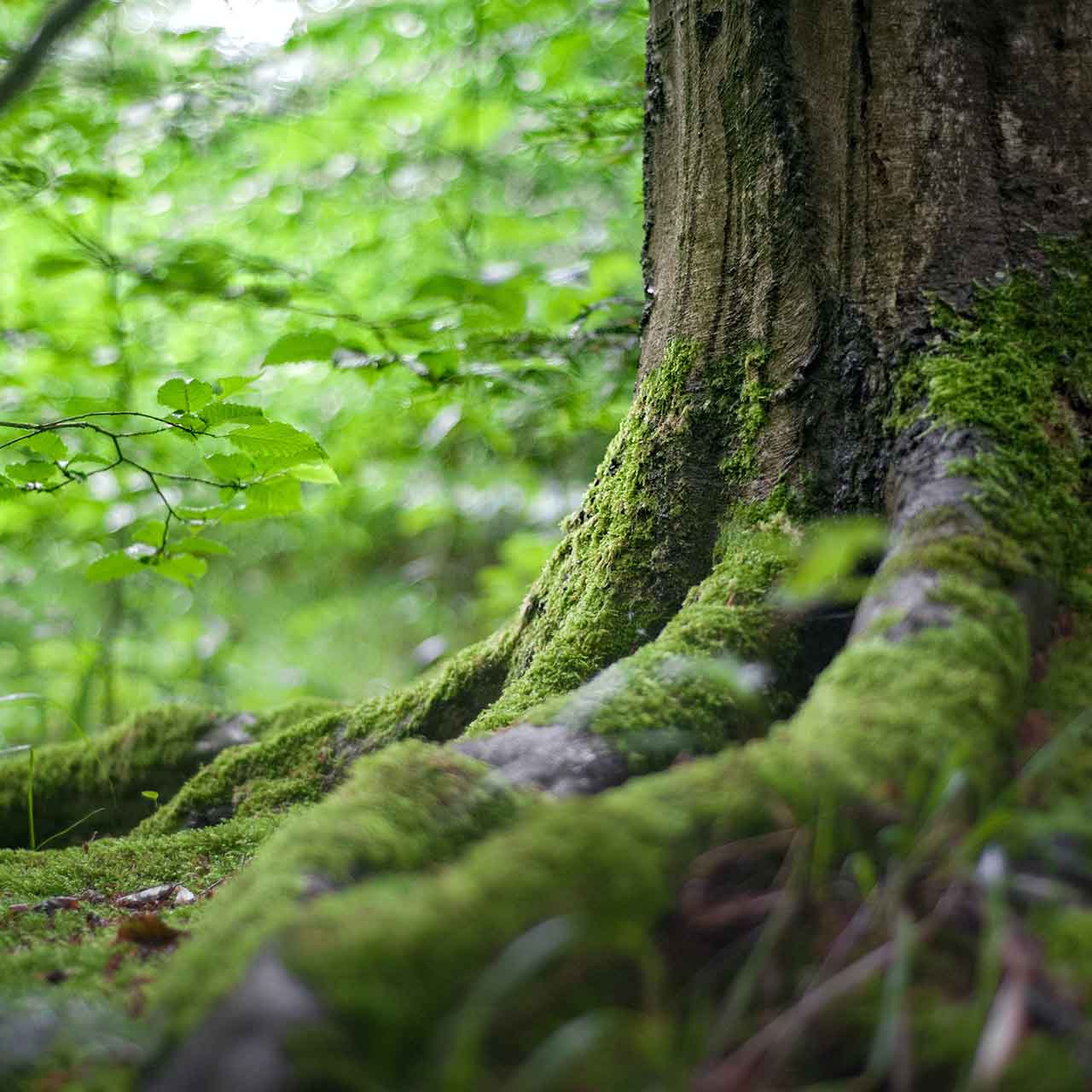 Photo of mossy roots of a tree