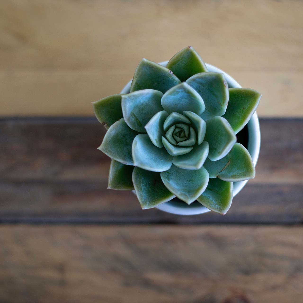 Photo of a small, solitary succulent