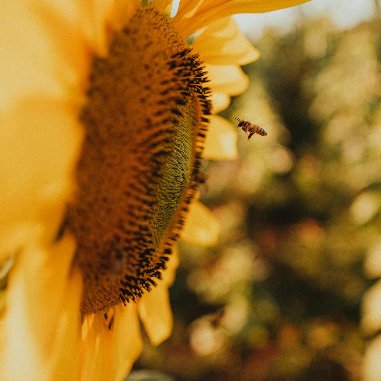 Photo of a bee flying close to a sunflower